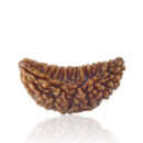 1-mukhi-kaju-collector