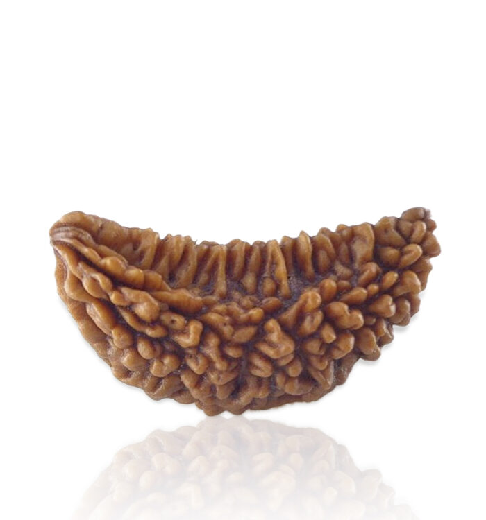 1-mukhi-kaju-collector