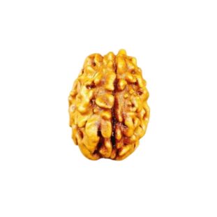 1-mukhi-gol-himalaya-premium