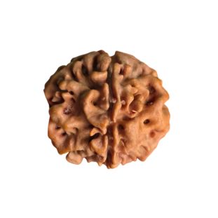 1-mukhi-gol-nepali-under-develop-premium