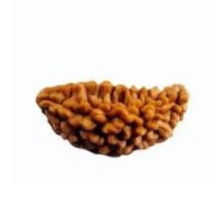 1-mukhi-kaju-regula