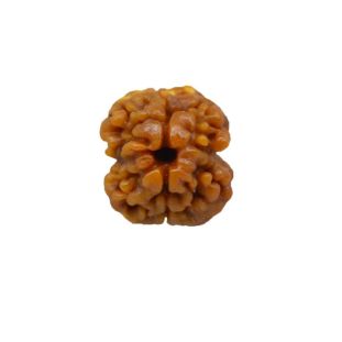 2-mukhi-nepali-collector