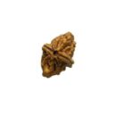 2-mukhi-north-india-himalaya-unique