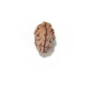 2-mukhi-north-india-himalaya-premium