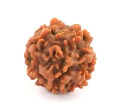 1-mukhi-gol-nepali-under-develop-unique