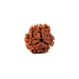 3-mukhi-rudraksha-indonesia-hybrid