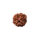 4 Mukhi Rudraksha Regular