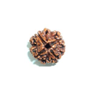 4 Mukhi Rudraksha Premium