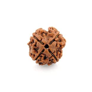 4 Mukhi Rudraksha collector
