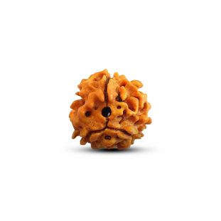 3 Mukhi-Rudraksha-Premium