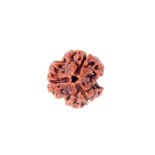 3-Mukhi-Rudraksha
